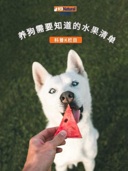 狗能吃开心果吗,狗能吃橘子不