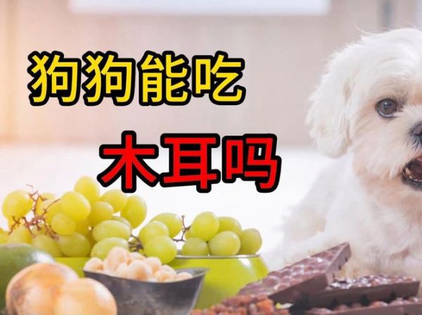 狗能吃木耳吗熟的,狗狗能吃黑木耳吗