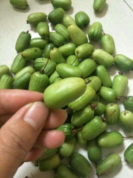 狗能吃枣吗红枣,狗能吃枣吗青枣