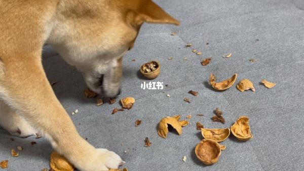 狗能吃核桃吗熟的,狗能吃核桃吗拉屎