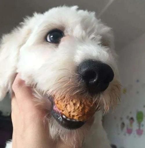 狗能吃榛子吗有毒吗,狗可以吃榛子嘛