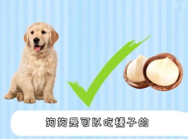 狗能吃榛子吗有毒吗,狗可以吃榛子嘛