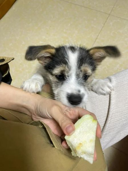 狗能吃芭乐么,宠物狗能吃芭乐吗