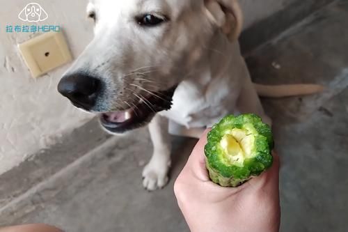 狗能吃苦瓜吗有毒吗,狗能吃苦瓜吗为什么