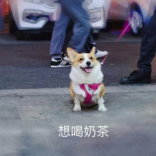 狗能喝奶茶不,狗狗能不能喝奶茶吗