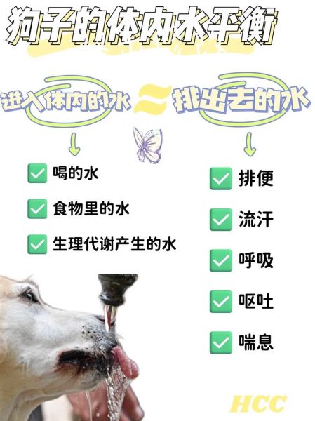 狗能喝自来水吗怎么喝,狗可以喝自来水不