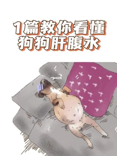 狗腹水可以治好吗,狗腹水症状会死吗