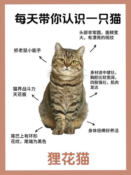 狸花猫是宠物猫吗,狸花猫进家门预示着什么