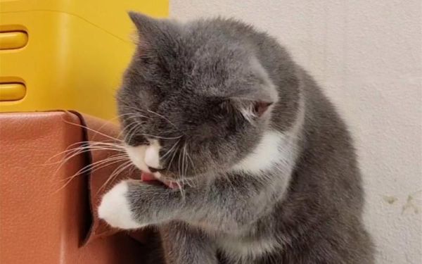 猫会吸走女人的运气,洗脸猫怎么样洗的脸干净吗