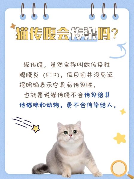 猫传腹会传染吗需要全面消毒吗,猫传腹能传染给人吗