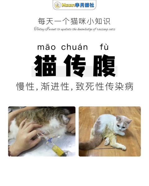 猫传腹会传染吗需要全面消毒吗,猫传腹能传染给人吗