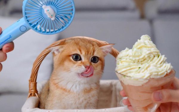 猫可以吃冰淇淋吗的短视频,猫能吃冰淇凌么