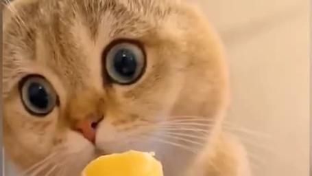 猫可以吃冰淇淋吗还有雪糕,猫吃冰淇淋吗会死吗