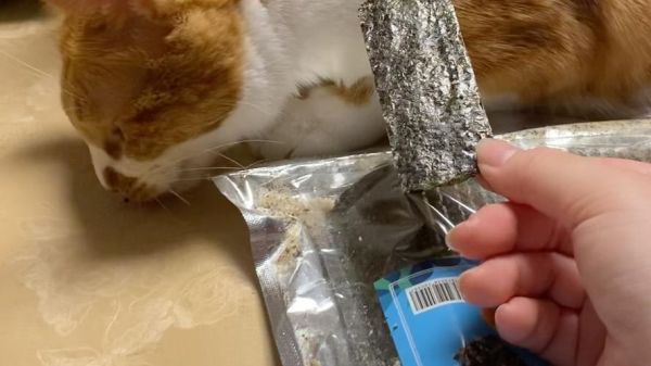 猫可以吃海苔吗有盐,猫可以吃海苔吗有营养吗