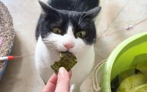 猫可以吃海苔吗有盐,猫可以吃海苔吗有营养吗