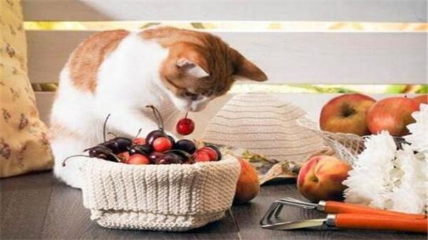 猫可以吃蓝莓吗会死吗,猫可以吃蓝莓吗m