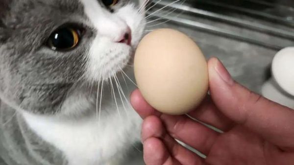 猫可以吃蛋白吗 煮熟的,猫可以吃蛋白吗生的