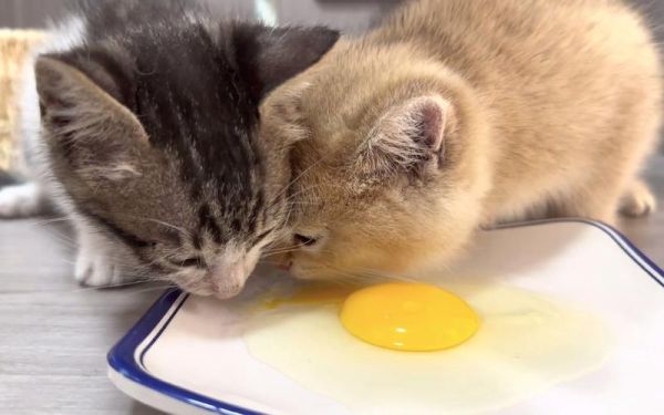 猫可以吃蛋白吗 煮熟的,猫可以吃蛋白吗生的
