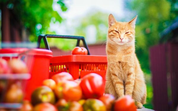 猫可以吃西红柿吗,猫咪能吃西红柿吗为什么