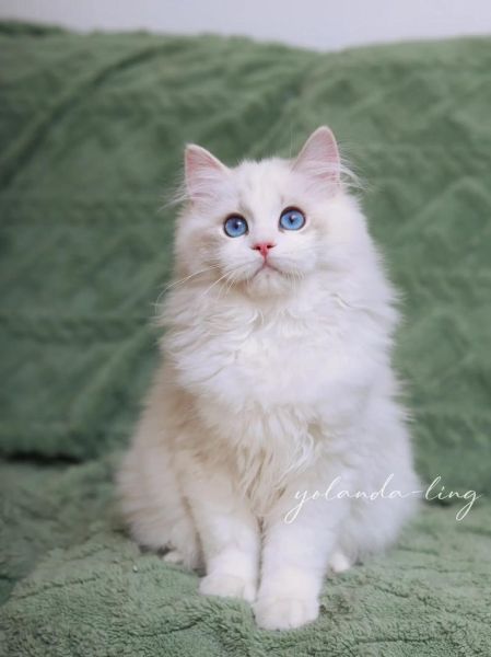猫可以吃面包吗甜的,布偶猫可以吃面包吗