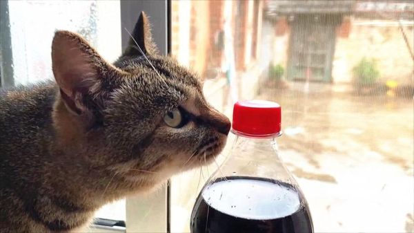猫可以喝可乐吗为什么,猫儿可以喝可乐吗
