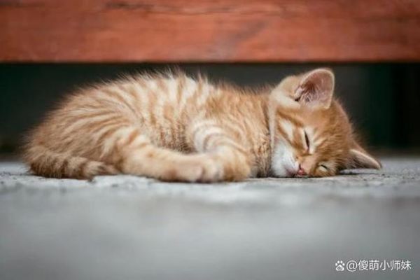 猫可以喝可乐吗为什么,猫儿可以喝可乐吗