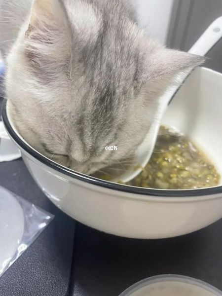 猫可以喝绿豆汤吗,猫咪能不能喝绿豆汤