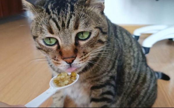 猫可以喝绿豆汤吗,猫咪能不能喝绿豆汤