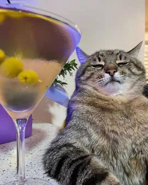 猫可以喝酒白酒吗,猫咪可以喝酒吗