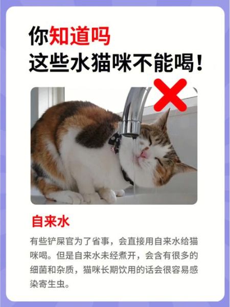 猫咪一生认几个主人,猫猫能喝自来水嘛
