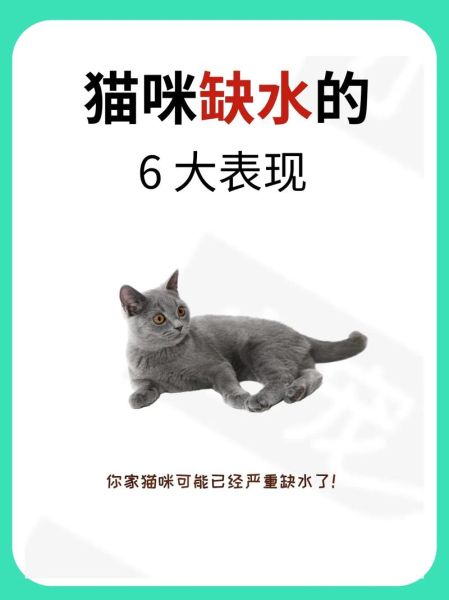 猫咪一生认几个主人,猫猫能喝自来水嘛