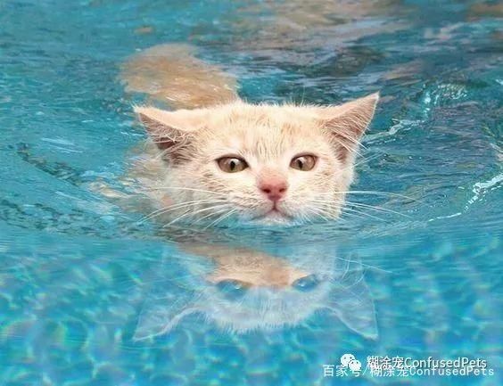 猫咪会游泳么,猫会游泳吗会淹死吗