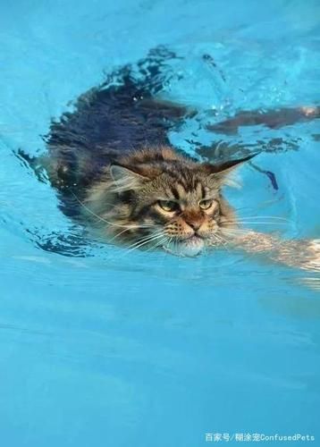 猫咪会游泳么,猫会游泳吗会淹死吗