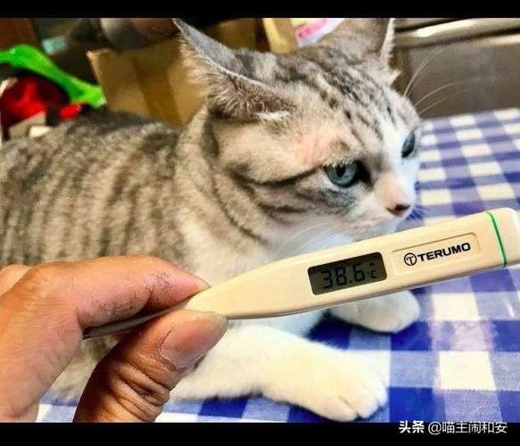 猫咪会热死吗温度,猫会不会热死34度