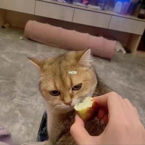猫咪可以吃红枣吗有毒吗,猫咪可以吃红枣吗有营养吗