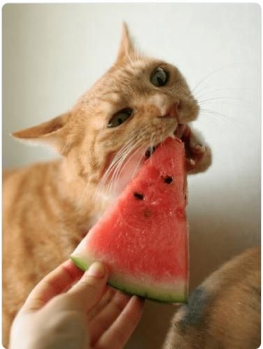 猫咪可以吃西瓜吗