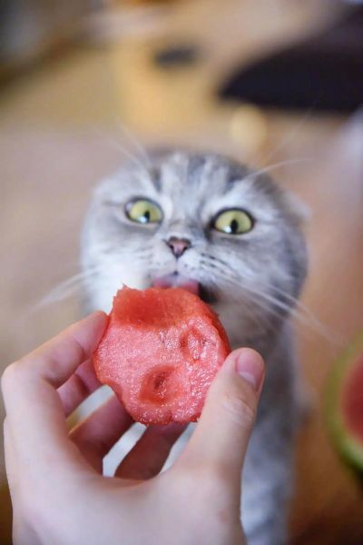 猫咪可以吃西瓜吗