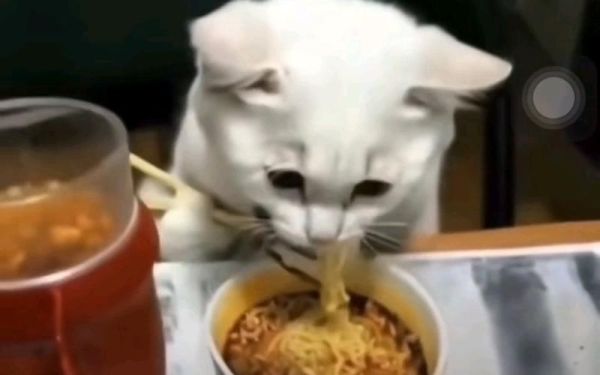 猫咪可以吃面包吗咸的,猫咪可以吃面条不