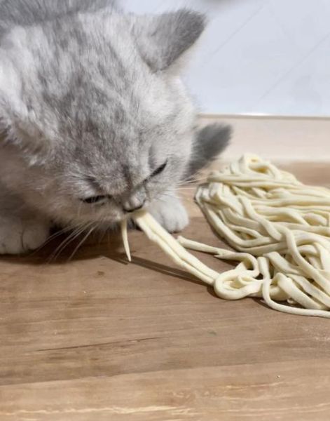 猫咪可以吃面包吗咸的,猫咪可以吃面条不