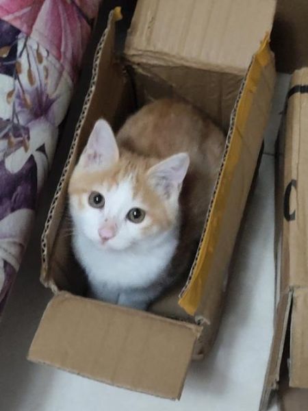猫咪可以寄快递吗,猫可以寄快递吗多少钱