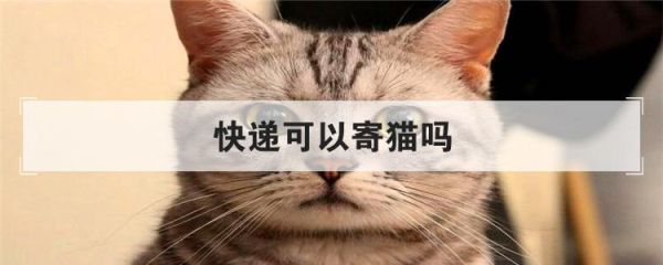 猫咪可以寄快递吗,猫可以寄快递吗多少钱