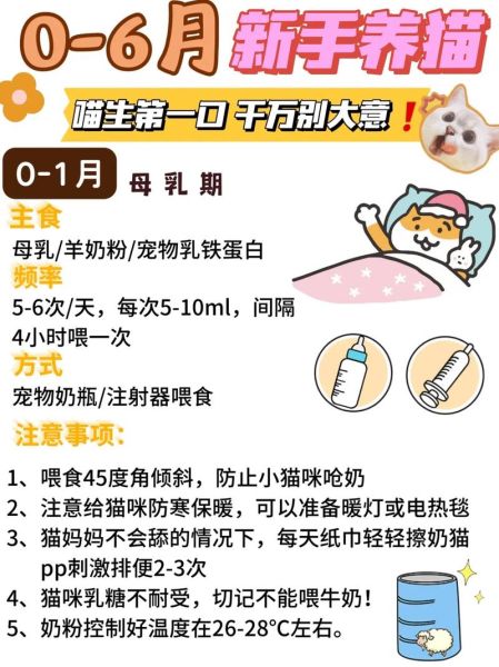 猫咪吃什么下奶快,小猫可以喝什么奶应急