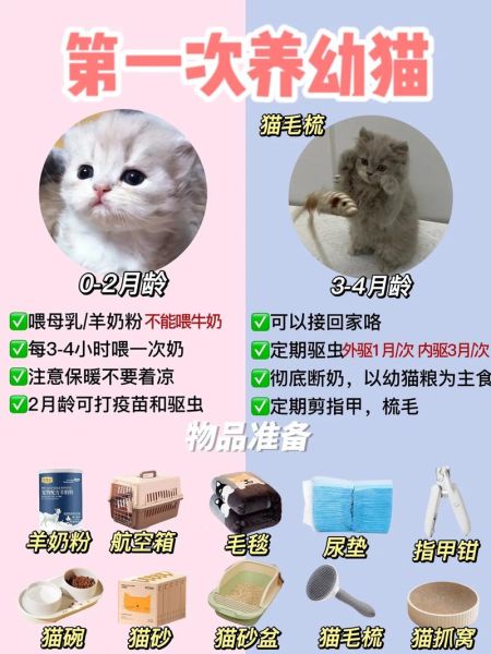 猫咪吃什么下奶快,小猫可以喝什么奶应急