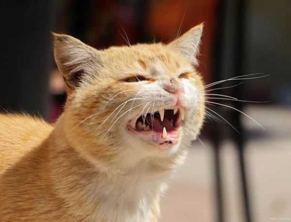 猫咪生气的声音怎么形容,猫咪生气的声音播放