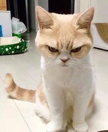猫咪生气的声音怎么形容,猫咪生气的声音播放