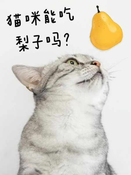 猫咪能吃梨吗0,猫可以吃梨么