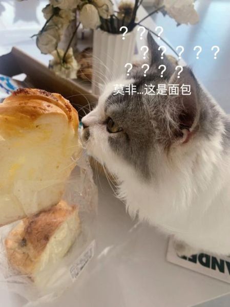 猫咪能吃面包吗甜的,狗狗能吃面包片吗