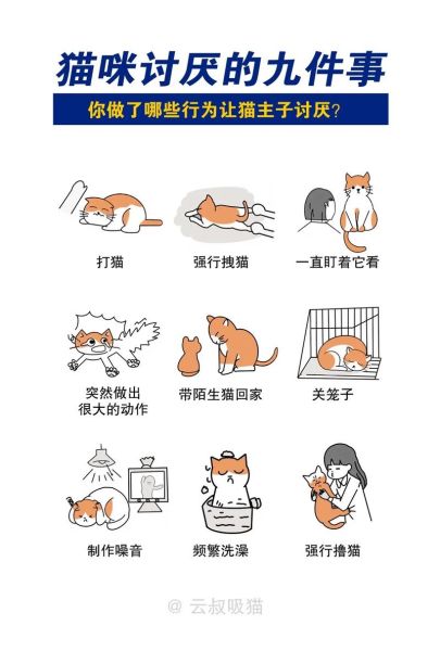猫咪讨厌你的表现,宠物猫会咬人吗