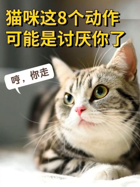 猫咪讨厌你的表现,宠物猫会咬人吗