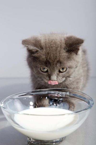猫喝什么奶最好,猫喝什么奶比较好